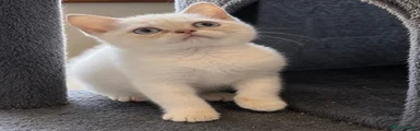 British Shorthair male cream colourpoint 