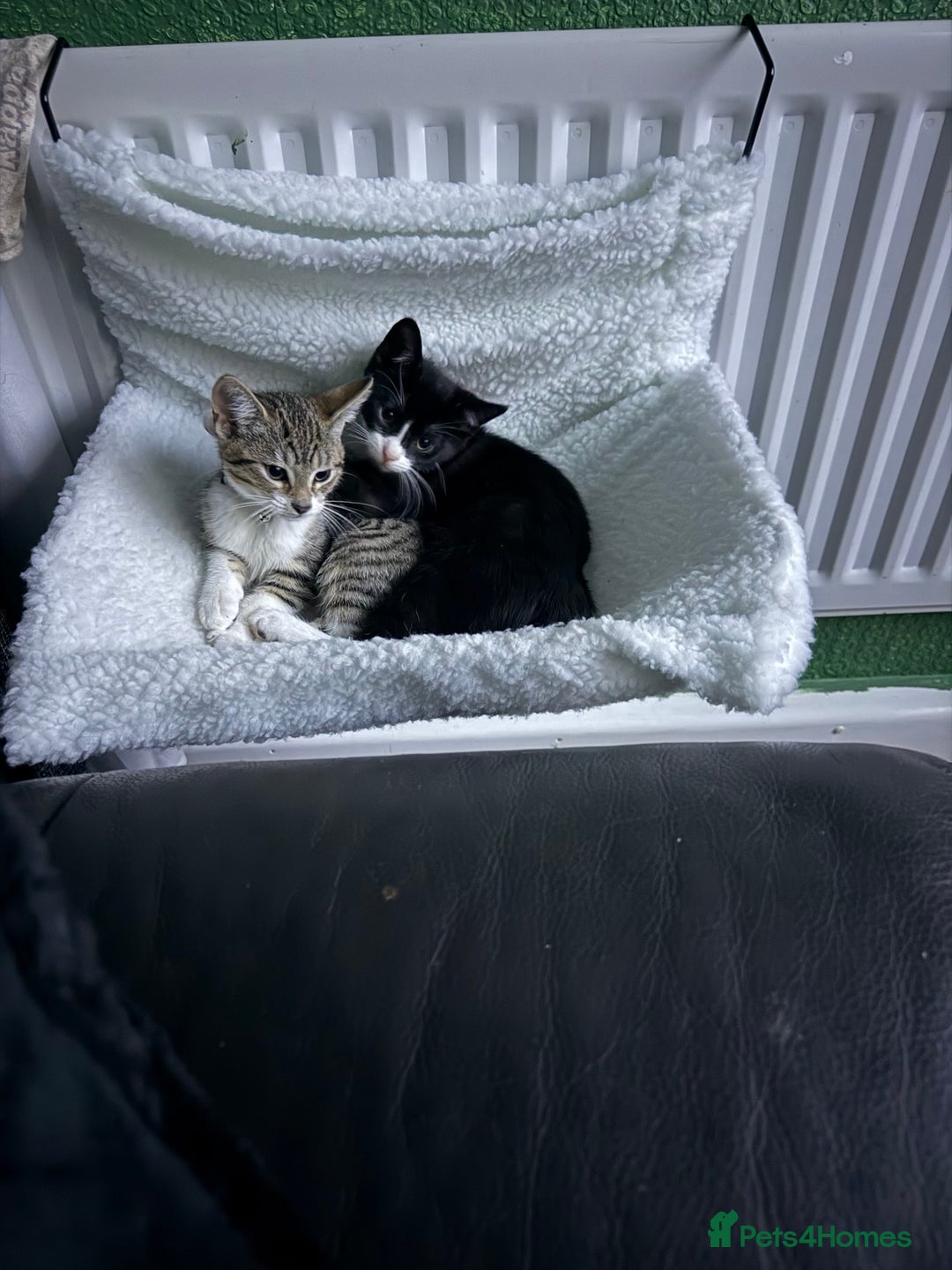 Mixed Breed cats for sale: Kittens  - Advert 10