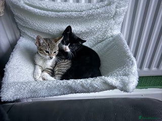 Mixed Breed cats Kittens - Advert 17