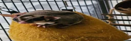 Sugar Glider rodents for sale: 2 bonded male sugar gliders. - Advert 5