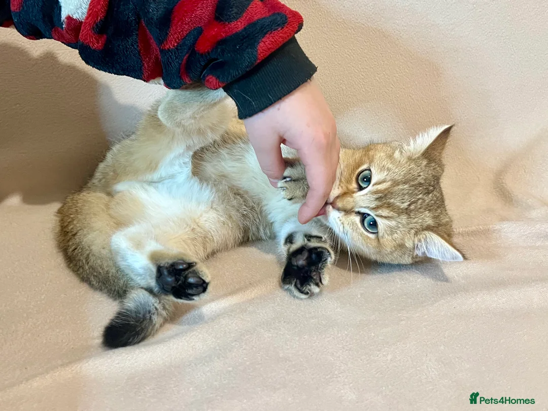 British Shorthair cats for sale: 🐾 Purebred BSH Golden kitten 🐾  - Advert 23