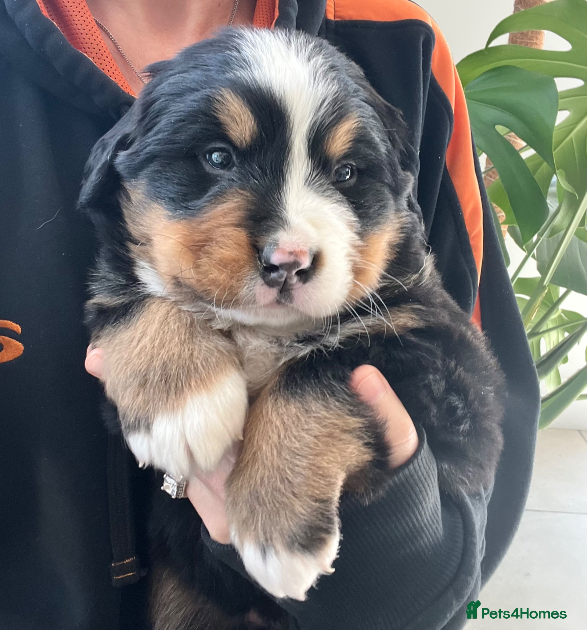 Bernese Mountain Dog dogs Beautiful Chunky KC Bernese Mountain Dog Puppies - Advert 2