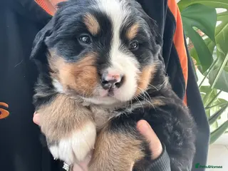 Bernese Mountain Dog dogs Beautiful Chunky KC Bernese Mountain Dog Puppies - Advert 2