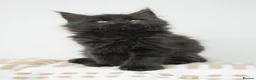Maine Coon cats for sale: Stunning Maine Coon Kittens – Ready Now - Advert 6