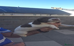 English Springer Spaniel dogs for sale: KC Working English Springer Spaniel Puppies - Image 6