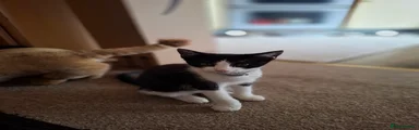 tuxedo cat,