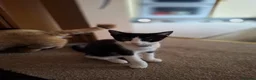 Mixed Breed cats for sale: Beautiful, Kittens Ready for Loving Homes  - Advert 6