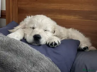 Golden Retriever dogs for sale: Beautiful Golden Retriever Puppies - Advert 4