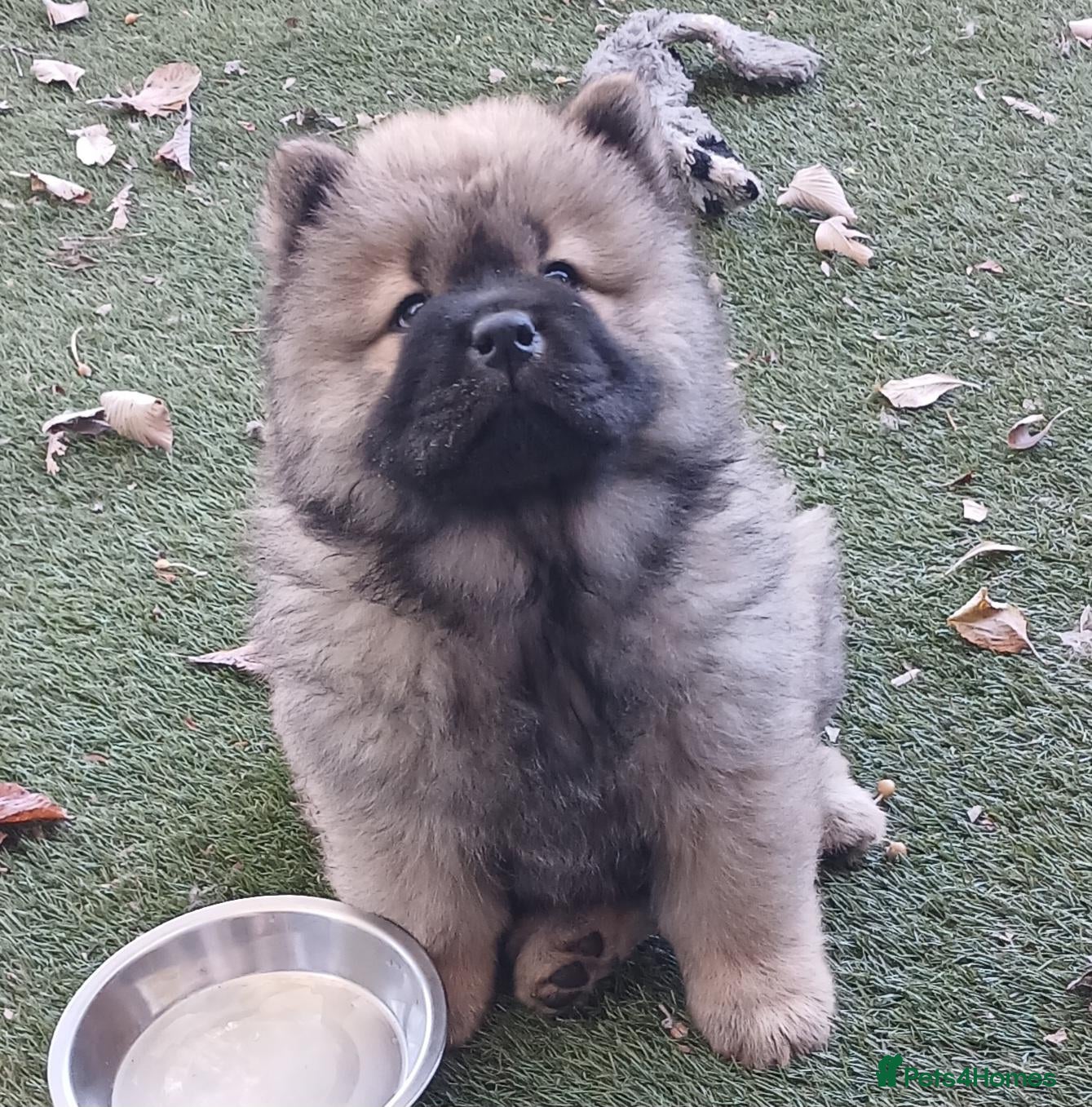 Chow Chow dogs Beautiful champion sired chow chow pups - Advert 6