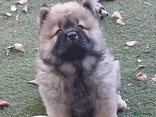 Chow Chow dogs Beautiful champion sired chow chow pups - Advert 6