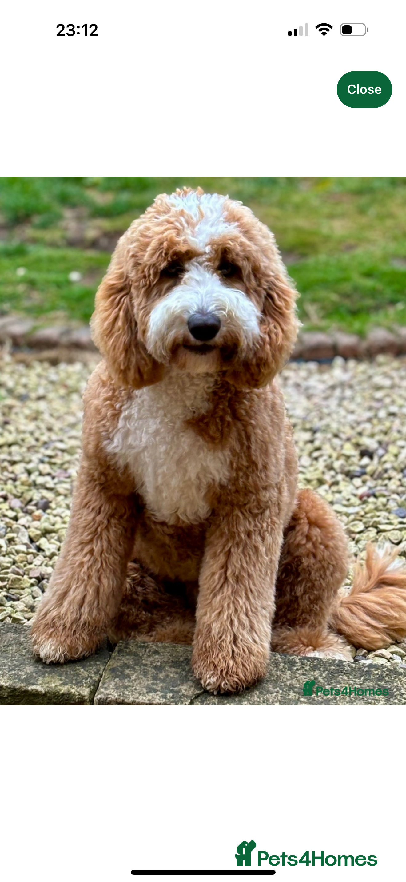 Mixed Breed dogs Look at this stunning couple! Littler due soon  - Advert 1