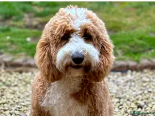 Mixed Breed dogs Look at this stunning couple! Littler due soon - Advert 6