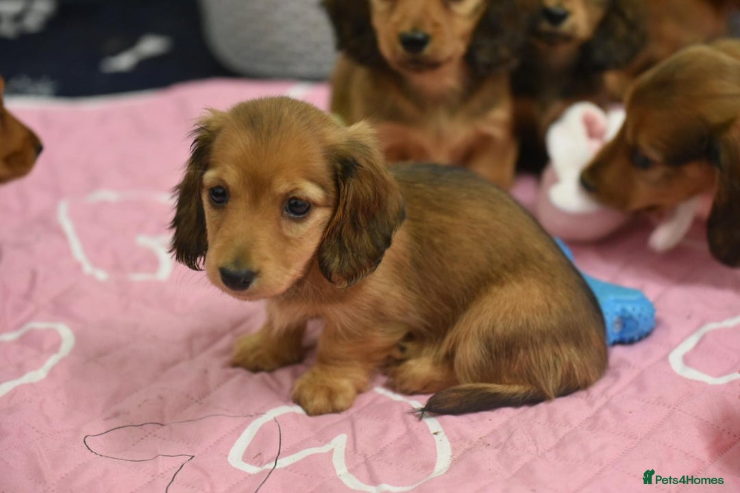 Miniature Dachshund dogs for sale: Miniature long-haired puppies  - Image 5