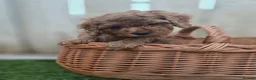 Cockapoo dogs for sale: GORGEOUS AMERICAN COCKAPOO PUPPIES FOR SALE 🐾 - Advert 7