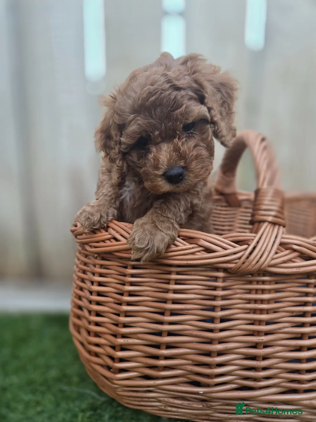 Cockapoo dogs for sale: GORGEOUS AMERICAN COCKAPOO PUPPIES FOR SALE 🐾 - Advert 7