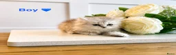 Persian cats for sale: 💕 Doll faced Persian kittens 💕 - Advert 3