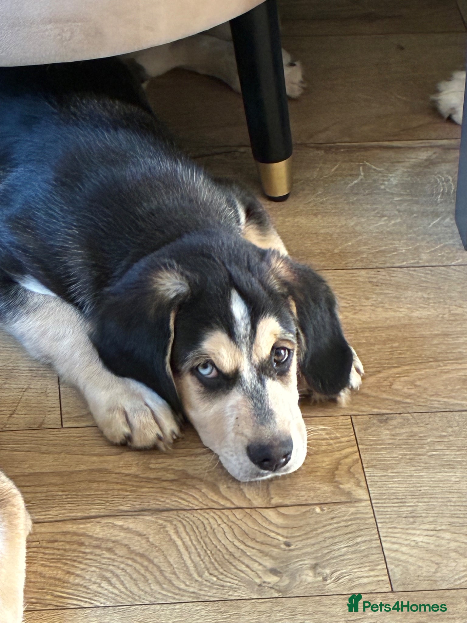 Mixed Breed dogs Cocker Spaniel x Siberian Husky Puppies - Advert 11