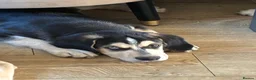 Mixed Breed dogs for sale: Cocker Spaniel x Siberian Husky Puppies - Advert 1
