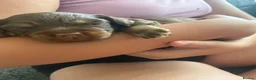 Mixed Breed dogs for sale: French bulldog cross dachsaund - Advert 14