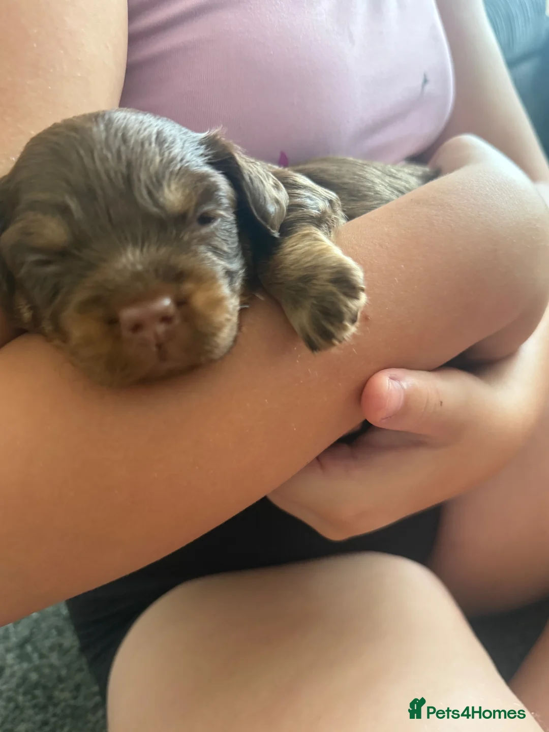 Mixed Breed dogs for sale: French bulldog cross dachsaund - Advert 14