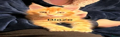 Maine Coon Blaze
