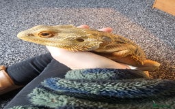 Bearded Dragon reptiles for sale: Adult bearded dragon - Image 3