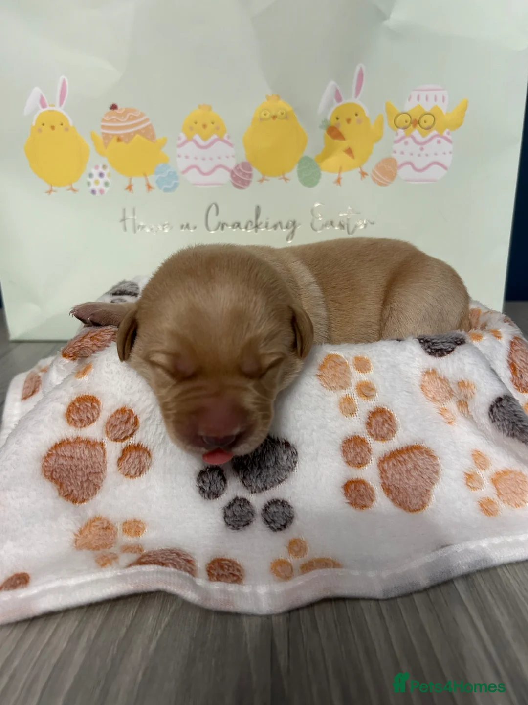 Labrador Retriever dogs for sale: Stunning Labrador puppies in Pentre - Advert 12