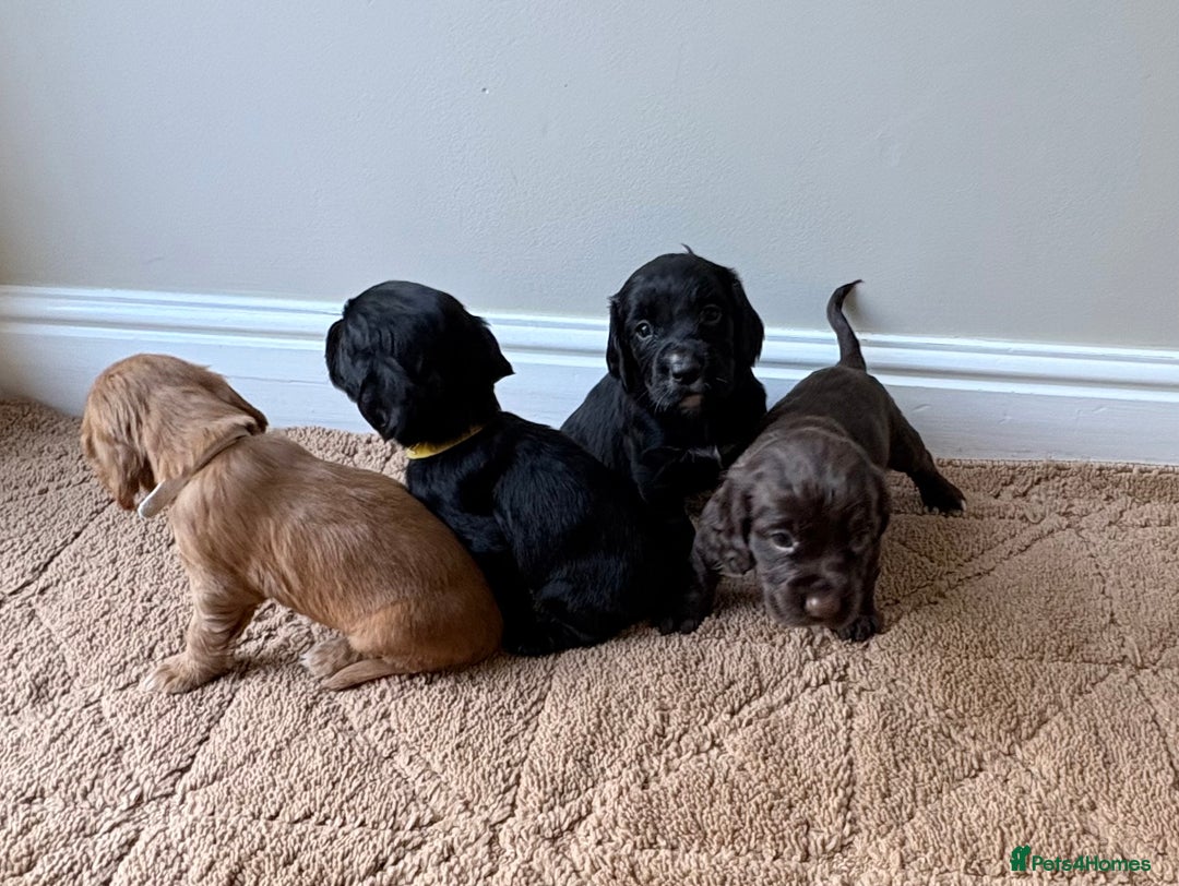 Cocker Spaniel dogs for sale: Stunning cocker spaniel puppies  - Image 10