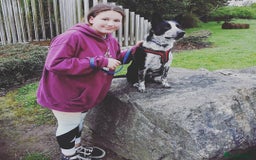 Border Collie dogs for sale: Border collie looking for new home - Image 11