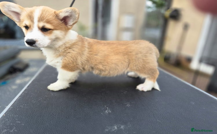 Welsh Corgi Pembroke dogs - Advert 1