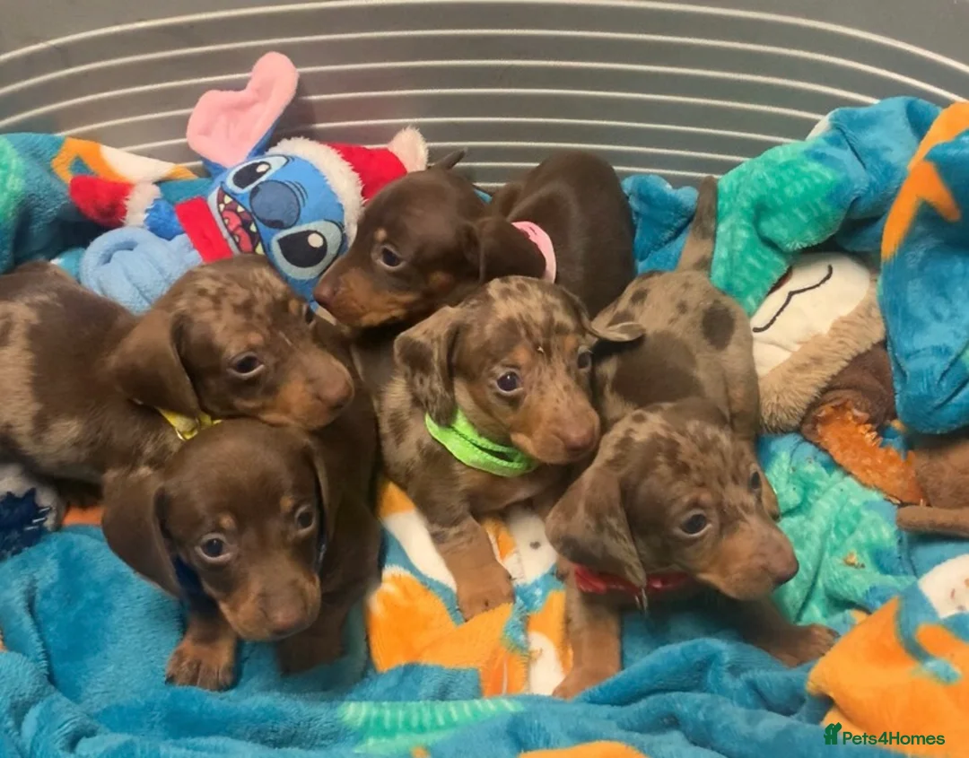 Miniature Dachshund dogs for sale: Beautiful Miniature Dachshund puppies  - Advert 4