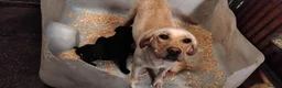 Labrador Retriever dogs for sale: Here come the boys! - Advert 32