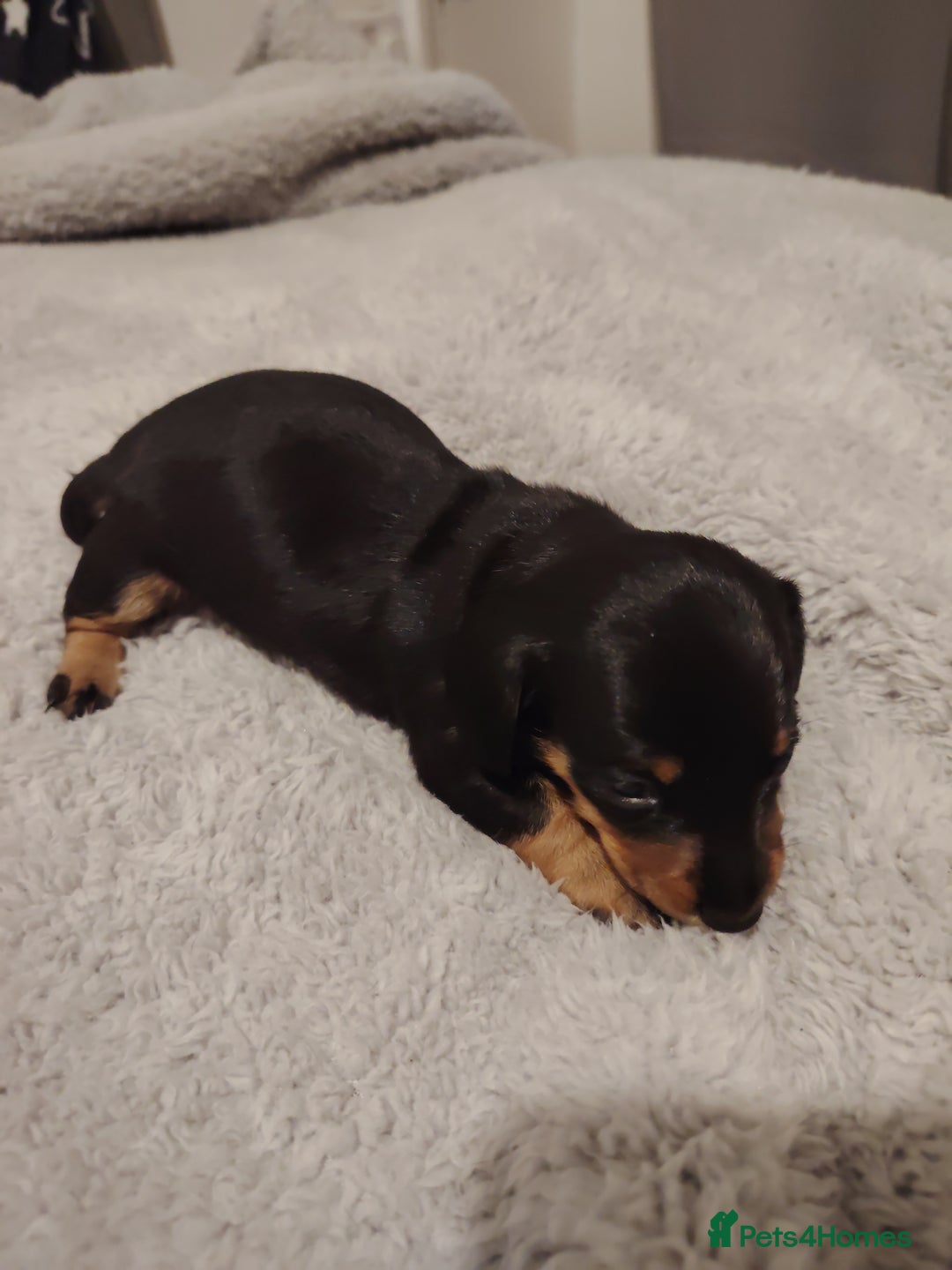 Miniature Dachshund dogs for sale: Mini dachshund - Advert 7