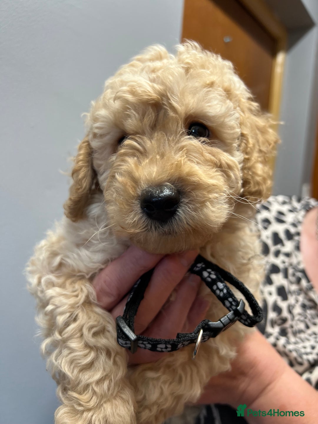 Miniature Poodle dogs for sale: Miniature poodles  - Image 17