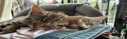 Mixed Breed cats for sale: Beautiful Bengal x Domestic Short Hair Kittens 🐾 - Advert 8