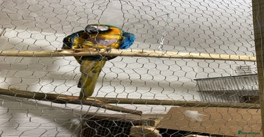 Macaws birds - Advert 13