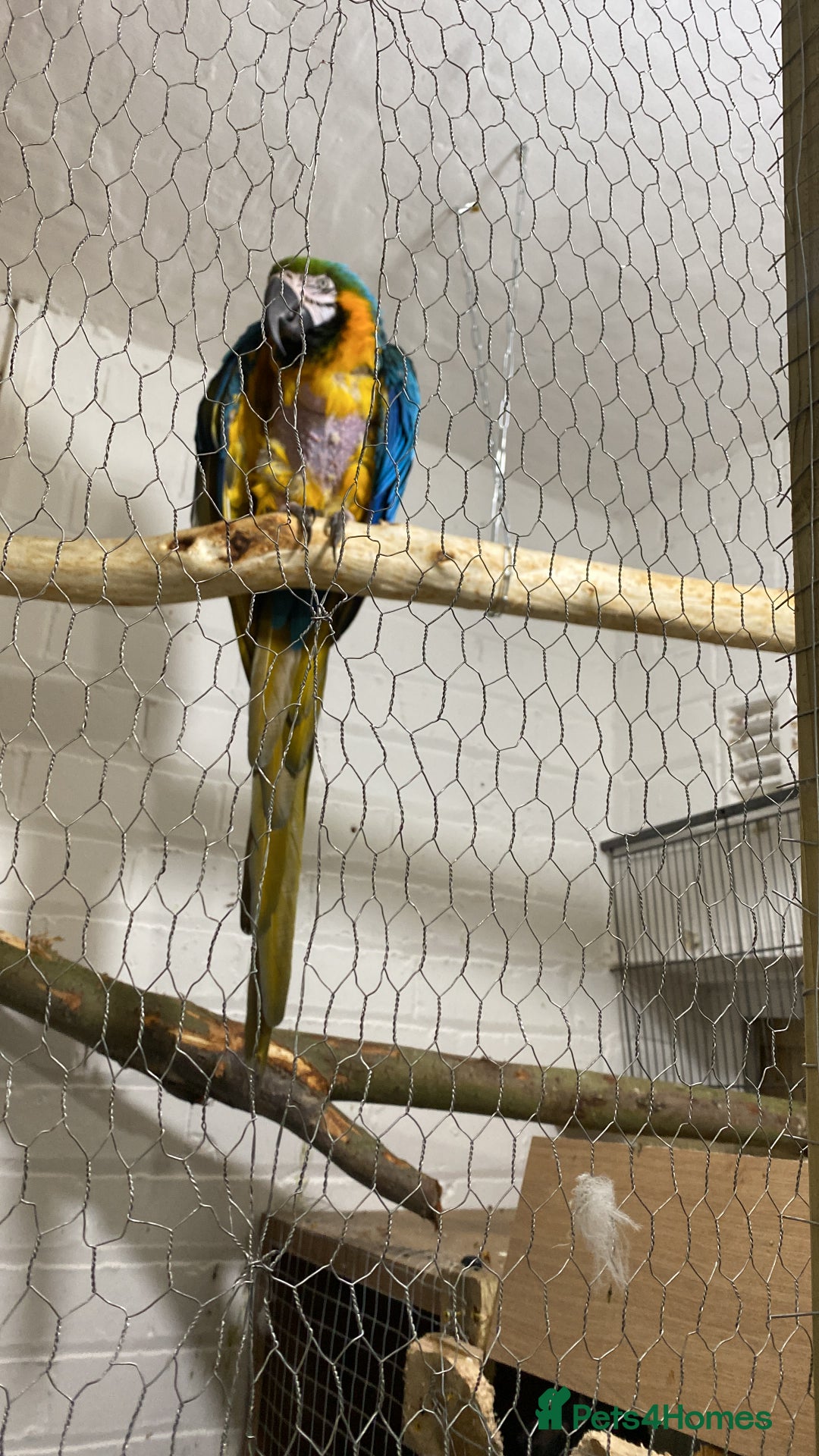 Macaws birds for sale: Male  - Image 3