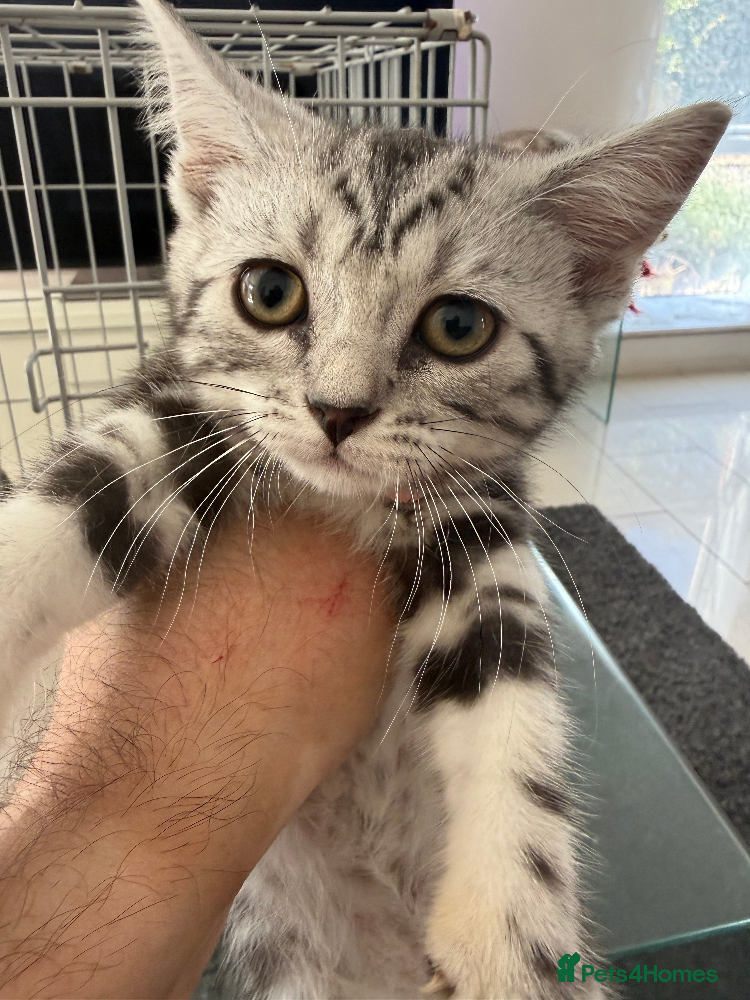 British Shorthair cats GCCF Champions Pedigree BSH Silver Tabby Kittens  - Advert 2