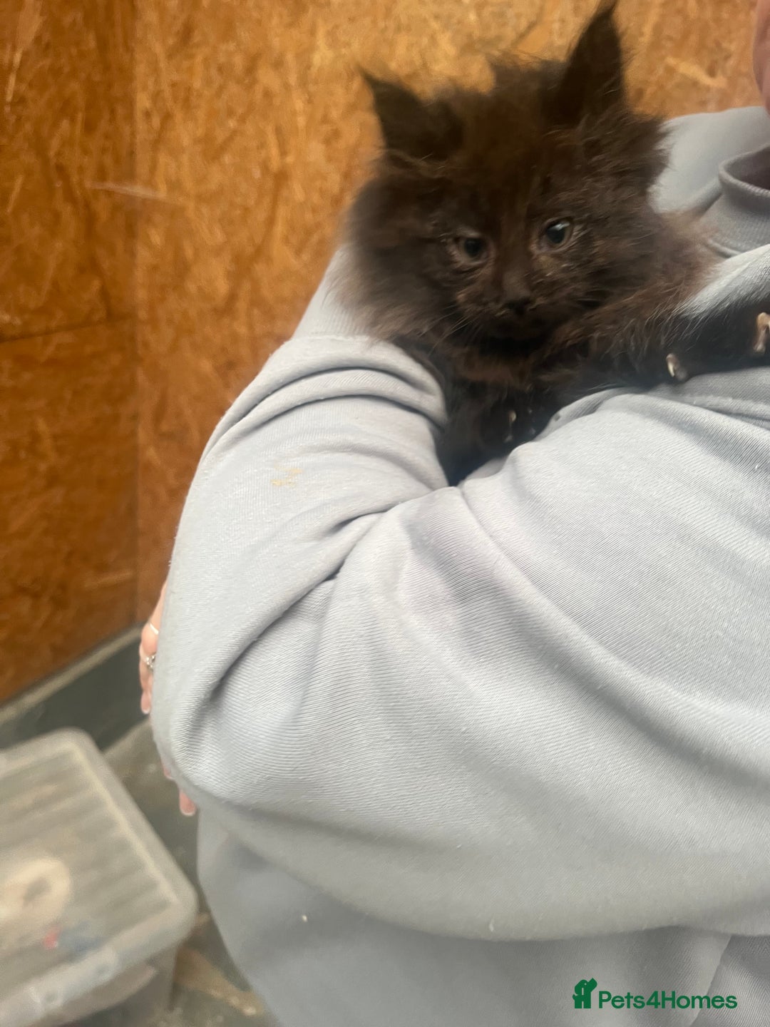 Maine Coon cats for sale: Maine coon kittens Ready For Their New Homes  - Advert 8