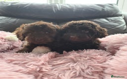 Cavapoo dogs for sale: Chocolate F1B Cavapoos. Health Tested.  - Image 29