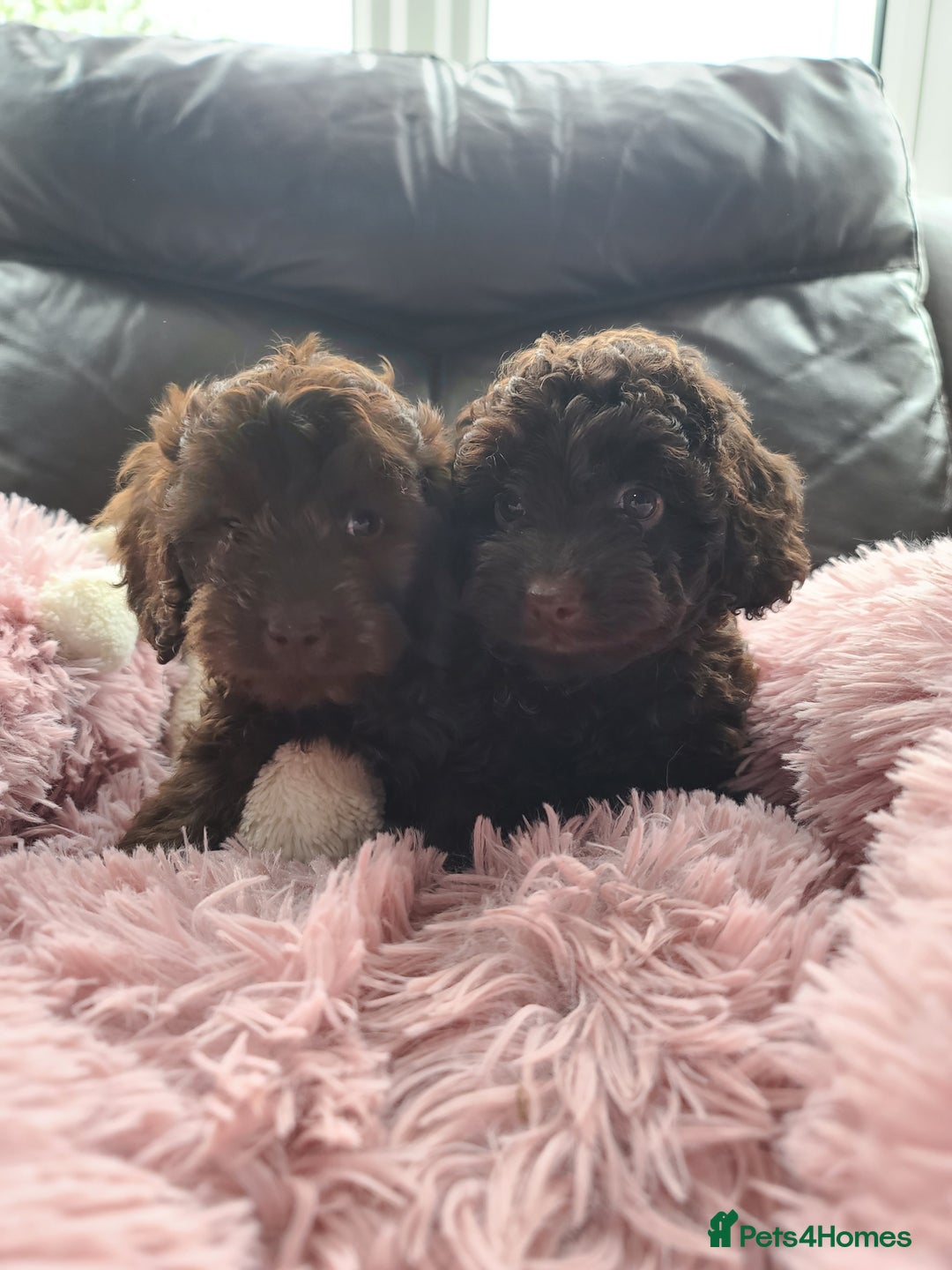 Cavapoo dogs for sale: Chocolate F1B Cavapoos. Health Tested.  - Image 29