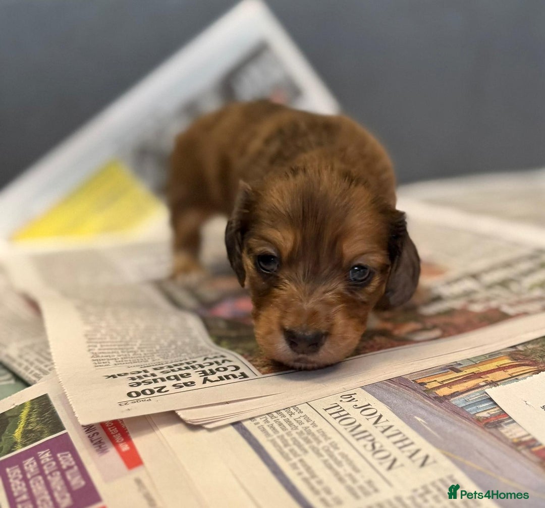 Miniature Dachshund dogs for sale: Red & Shaded Cream! KC Mini Long Haired Dachshunds - Image 12