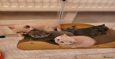 British Shorthair cats - Advert 15