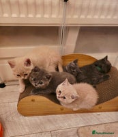 British Shorthair cats - Advert 15