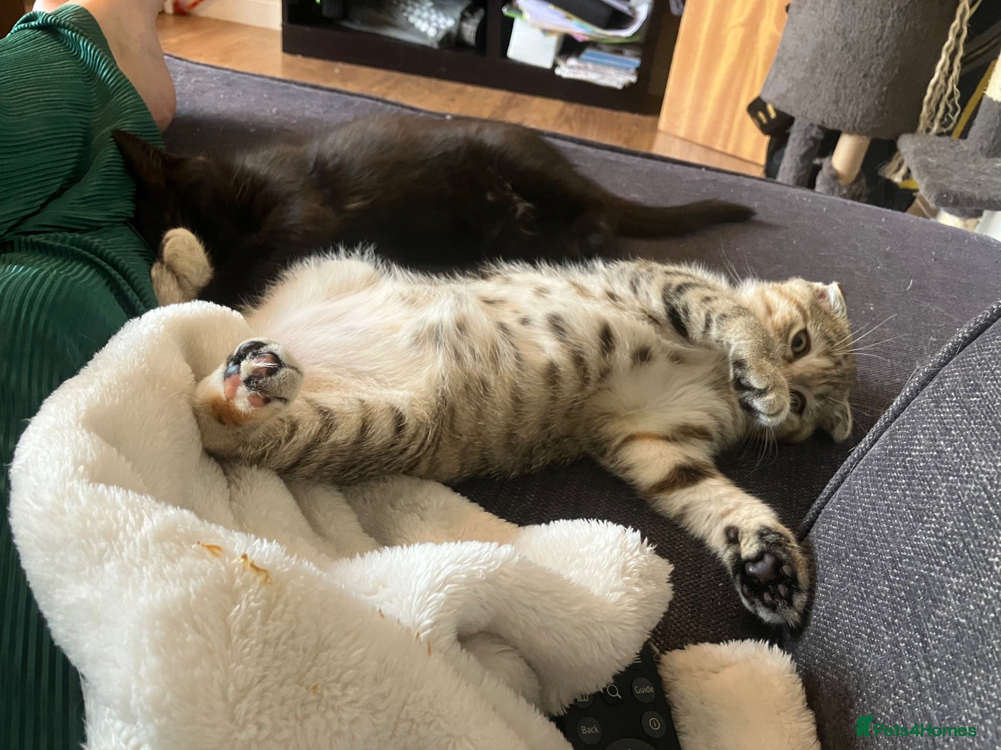 Scottish Fold cats Reduced price last 2 kittens - Advert 2