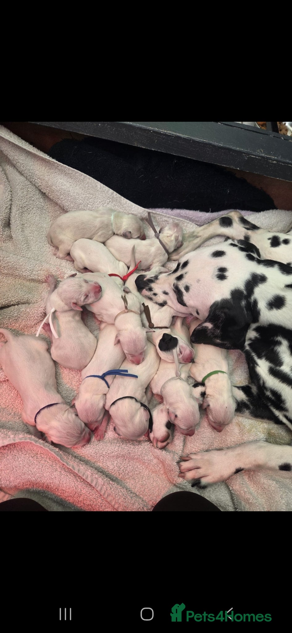 Dalmatian dogs Stunning Pure Dalmation Puppies  - Advert 2