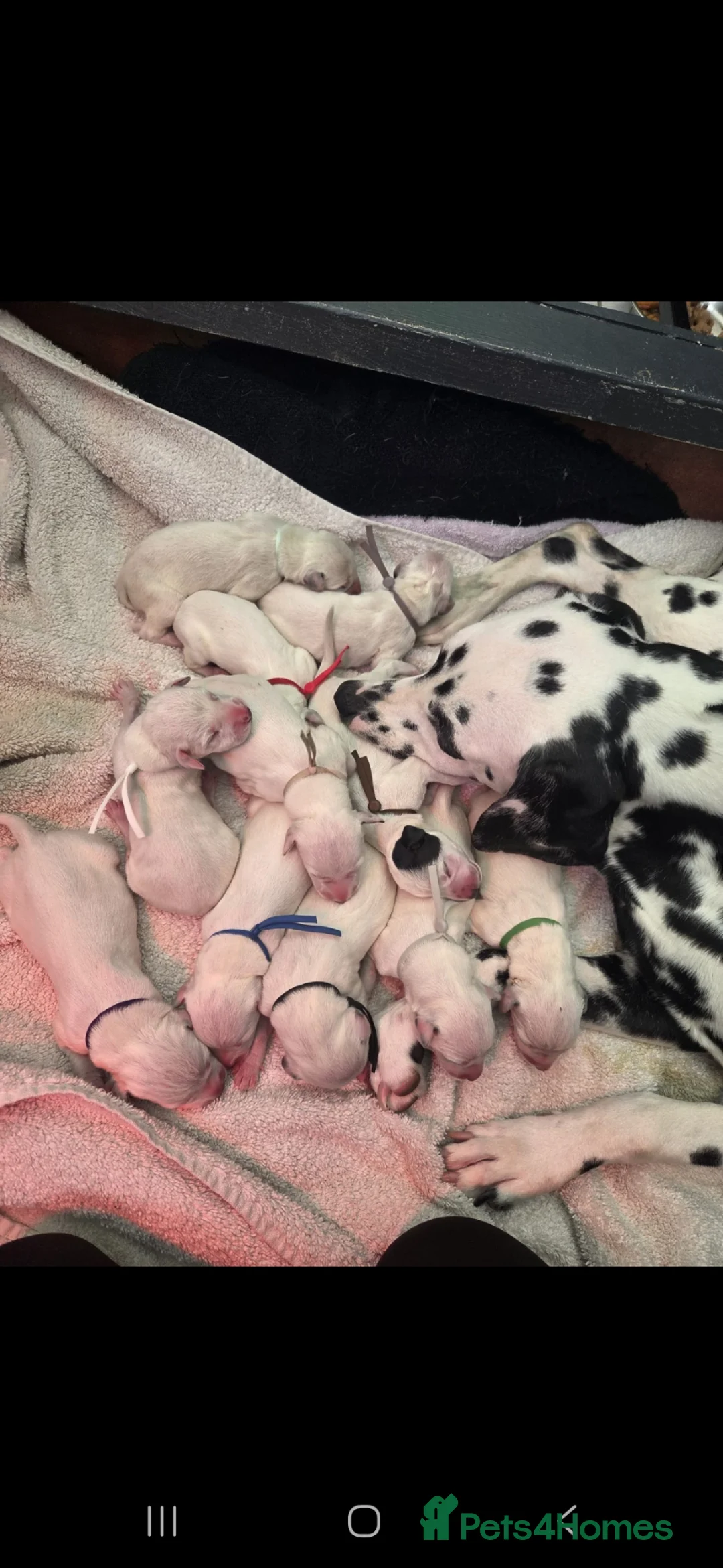 Dalmatian dogs for sale: Stunning Pure Dalmation Puppies  - Advert 2
