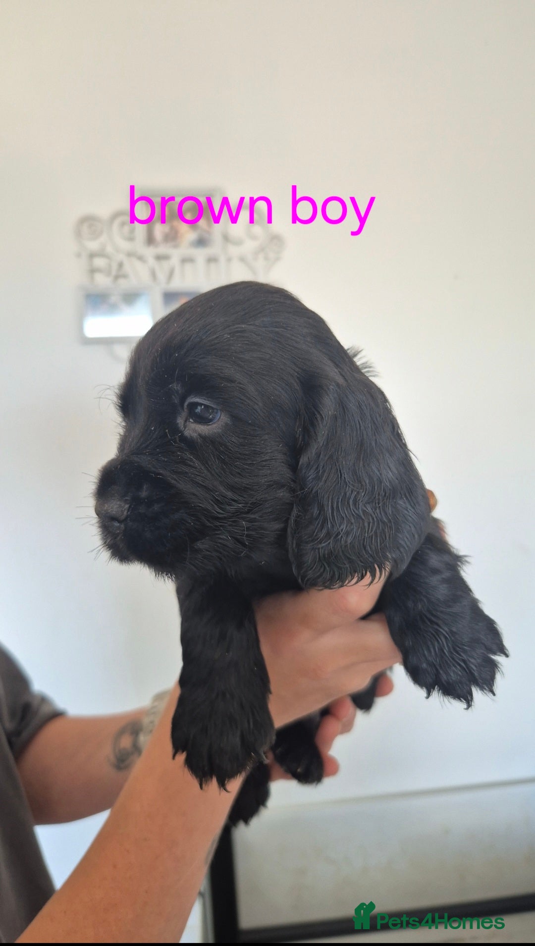 Cocker Spaniel dogs for sale: 5 beautiful cocker spaniels - Advert 4