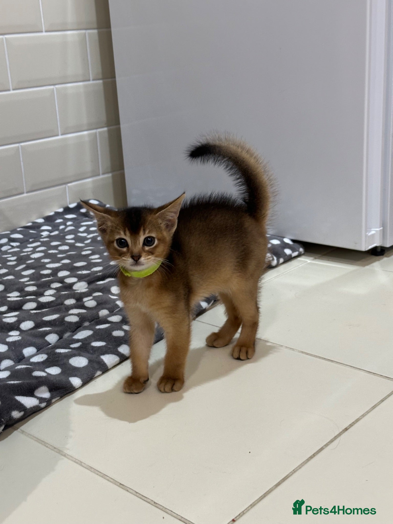 Abyssinian cats Abyssinian kittens 🌟😻🌟 - Advert 8