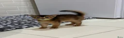 Abyssinian cats for sale: Abyssinian kittens 🌟😻🌟 - Advert 4